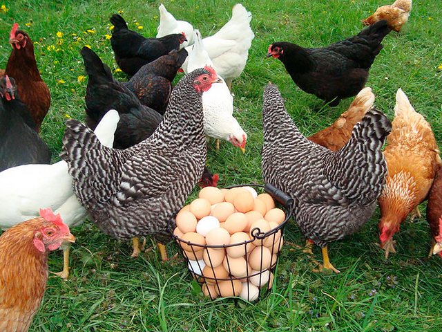 Содержание кур и уход за ними | ЗооТом - продажа, вязка и услуги для животных в Гдове
