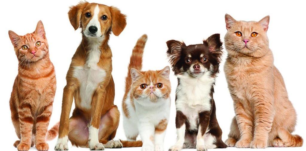 Доска объявлений о животных | ЗооТом - продажа, вязка и услуги для животных в Гдове