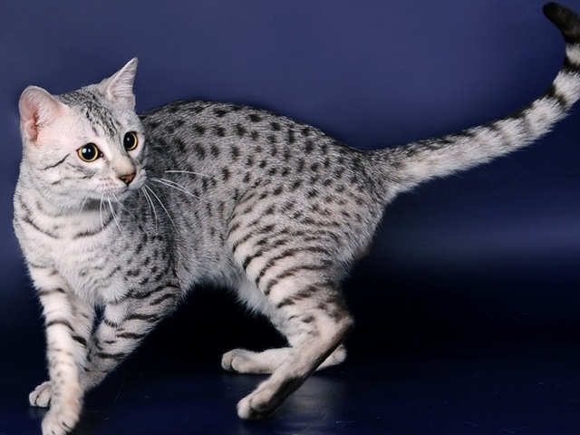 Породы кошек в Гдове | ЗооТом портал о животных