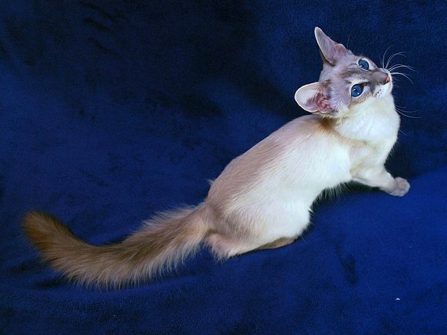 Выведенные породы кошек в Гдове | ЗооТом портал о животных