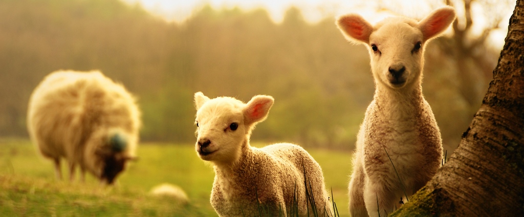 Объявления о сельскохозяйственных животных | ЗооТом - продажа, вязка и услуги для животных в Гдове