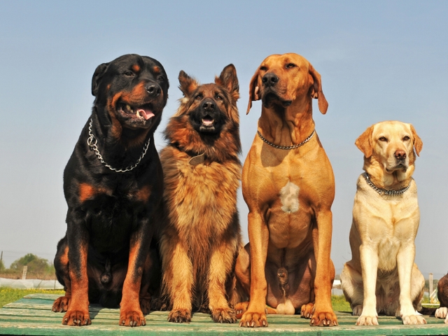 Крупные породы собак в Гдове | ЗооТом портал о животных
