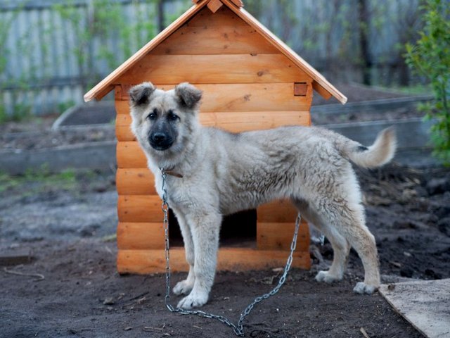 Все о собаках в Гдове Все о собаках в Гдове